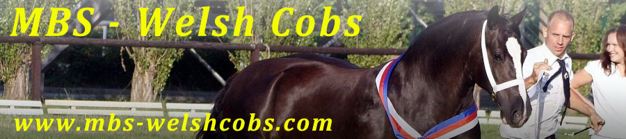 MBS-Welsh Cobs - Markus Bauer