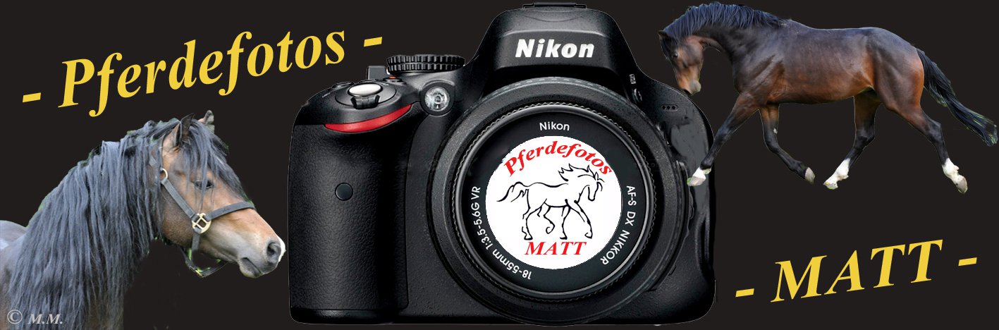 Pferdefotos-MATT
