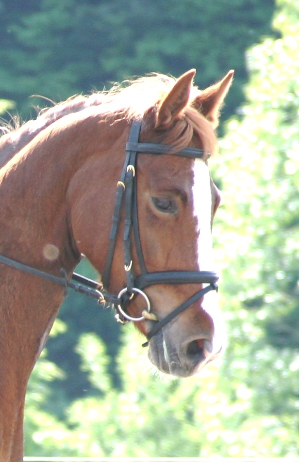 Birkenhof&acute;s Aileen