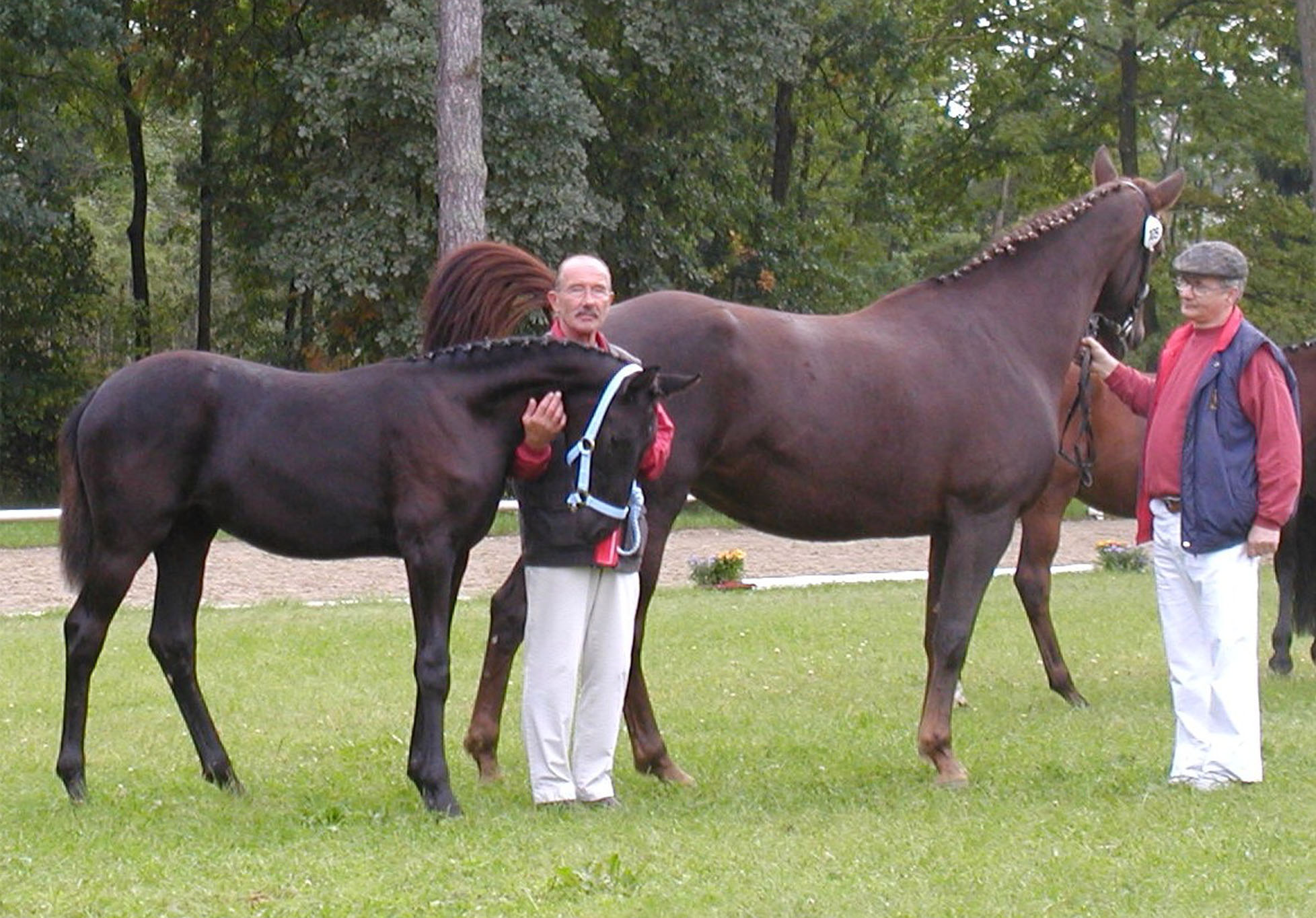 Arania