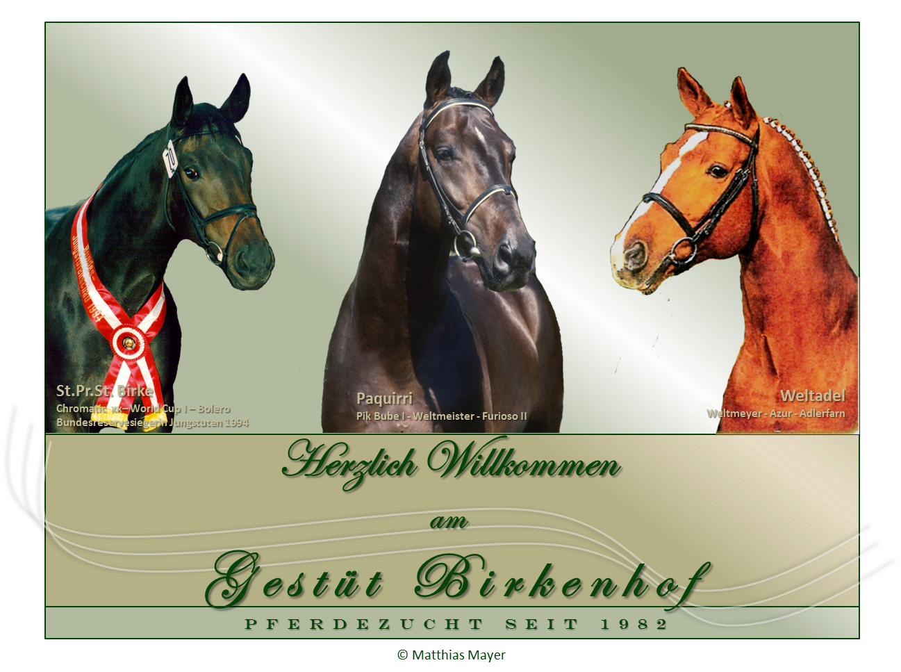 Willkommen am Gest&uuml;t Birkenhof